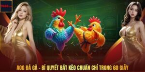 AOG Đá Gà - Bí Quyết Bắt Kèo Chuẩn Chỉ Trong 60 Giây