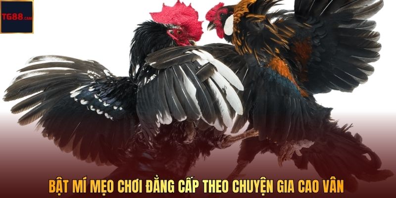 Bật mí mẹo chơi đẳng cấp theo chuyện gia Cao Vân