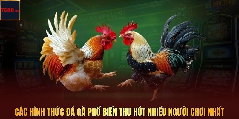 W168 Đá Gà – Sảnh Cược Hấp Dẫn, Quy Tụ Vô Vàn Chiến kê Trên TG88 3 Các hình thức đá gà phổ biến thu hút nhiều người chơi nhất