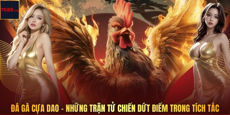 Đá Gà Cựa Dao – Những Trận Tử Chiến Dứt Điểm Trong Tích Tắc
