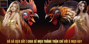 Đá Gà Cựa Sắt | Chia Sẻ Mẹo Thắng Trận Chỉ Với 5 Mẹo Hay