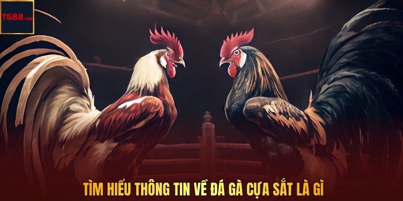 Tìm hiểu thông tin về đá gà cựa sắt là gì